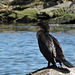 Cormorant