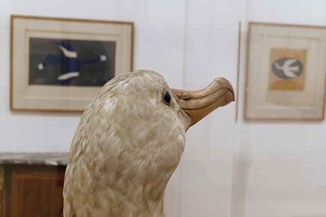 Grand albatros ou albatros hurleur (Diomedea exulans)