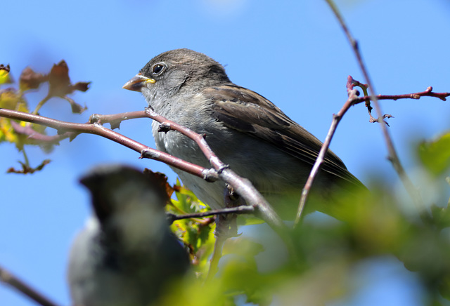 EOS 90D Peter Harriman 11 43 38 27121 Sparrow dpp