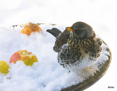 Fieldfare