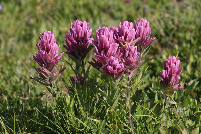 Rose Paintbrush