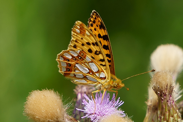 Kleiner Perlmutterfalter (ventral)