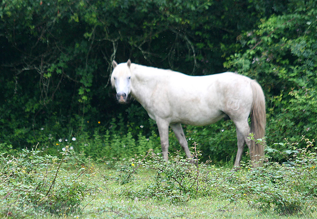 Rencontre