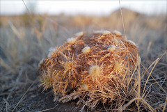 Carlina hispanica, Penedos