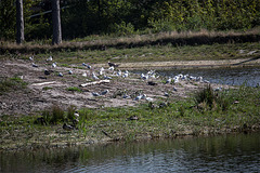 20140911 5145VRAw [NL] Möwen, Enten,  Terschelling