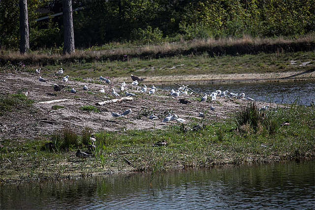 20140911 5145VRAw [NL] Möwen, Enten,  Terschelling