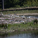 20140911 5145VRAw [NL] Möwen, Enten,  Terschelling