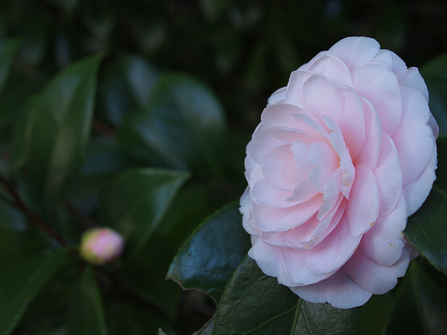 Camelia