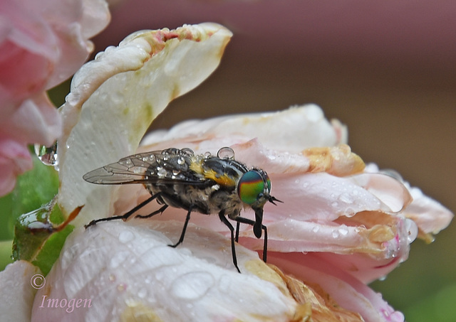 Too wet to fly?