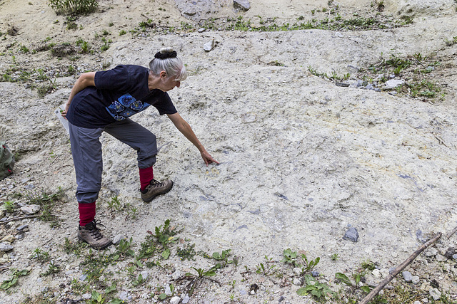 Suevite in Altenbürg quarry