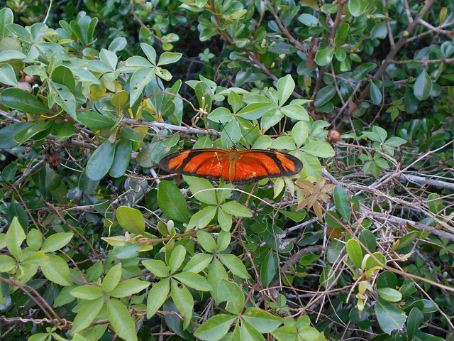 DSCN6088 - borboleta Julia ou labareda Dryas iulia alcionea, Heliconiinae Nymphalidae Lepidoptera