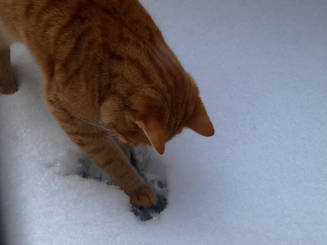 1ère neige