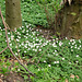 Ramsons, wild garlic (Allium ursinum), at the southern end of Baggeridge Wood