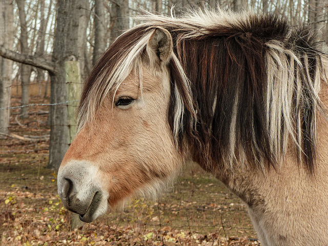 Multi-coloured mane