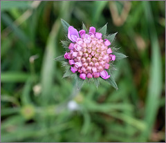 Scabiosa just starting out
