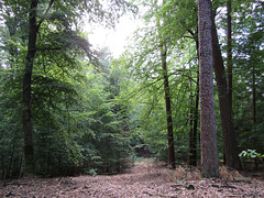 Waldgebiet am Schwarzerberg