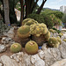 Cacti In The Jardin Exotique