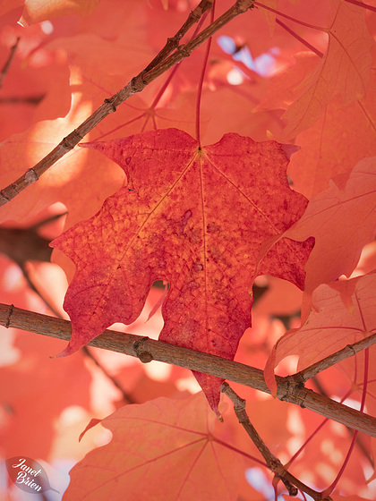 Fall Beauty in Medford Parking Lots, Set 2 (+5 insets!)