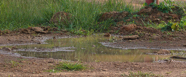 EF7A7084 Puddle