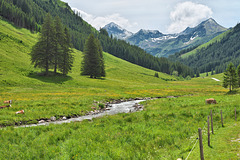 Sommerwiese im Sölktal