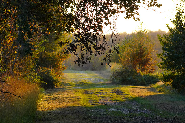 Abends im Moor Abends im Moor