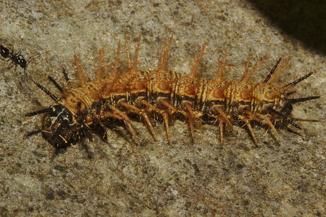 IMG 8081caterpillar