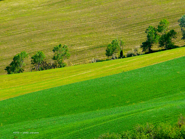 Grün in Variation