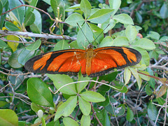 DSCN6089 - borboleta Julia ou labareda Dryas iulia alcionea, Heliconiinae Nymphalidae Lepidoptera