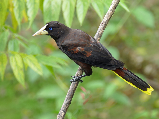 Crested Oropendola, Asa Wright Nature Centre, Trinidad