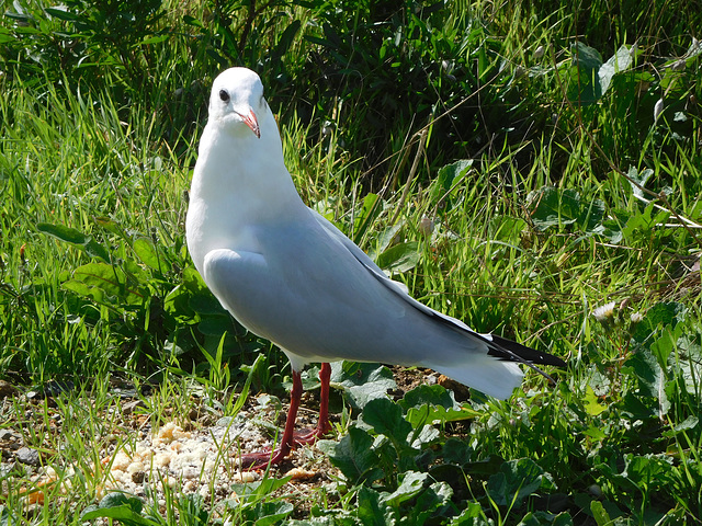 moi la mouette rieuse,,