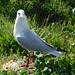 moi la mouette rieuse,,