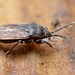 Ground Bug ? (Drymus sylvaticus?)