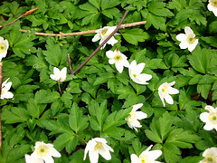 Ramsons, wild garlic (Allium ursinum), at the southern end of Baggeridge Wood