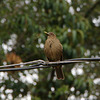 Clay-colored Thrush