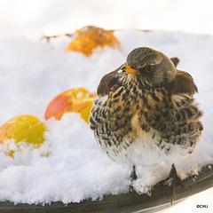Fieldfare