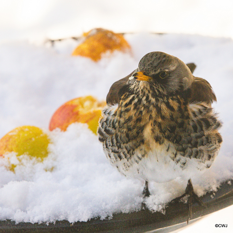 Fieldfare