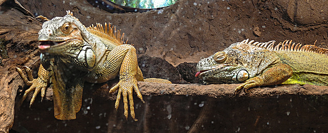 20210709 1567CPw [D~OS] Grüner Leguan, Zoo Osnabrück
