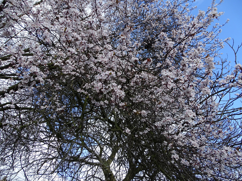 Blossom tree