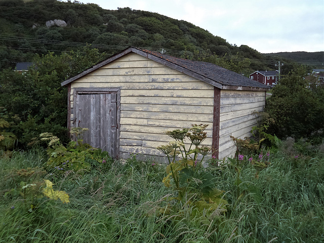 Cabanon envahi / Overgrown shed