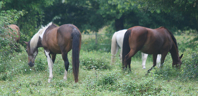 Cheveaux sous la pluie