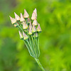 Sicilian Honey Garlic Seed Heads