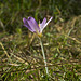 The crocus and his guest