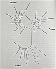 Carl Woese compared the genetic sequence of many different organisms, especially, microbes, to construct phlogenetic tree of life
