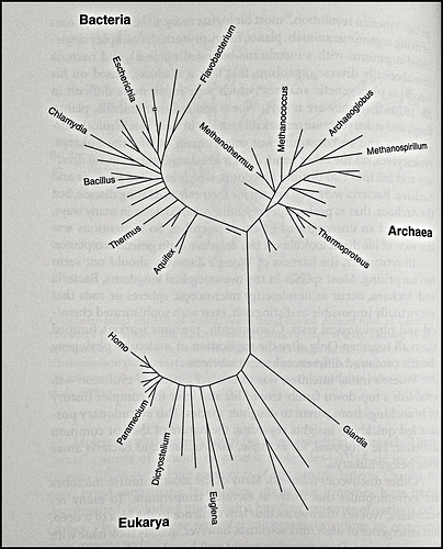 Carl Woese compared the genetic sequence of many different organisms, especially, microbes, to construct phlogenetic tree of life