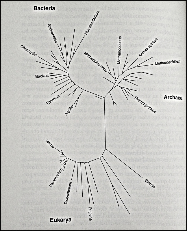 Carl Woese compared the genetic sequence of many different organisms, especially, microbes, to construct phlogenetic tree of life