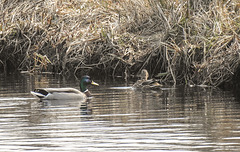 20180407 3693CPw [D~LER] Stockente, Holtgaster See, Holtgasten