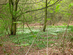 A beautiful spread of Wood Sorrel (Oxalis acetosella) at the southern end of Baggeridge Wood