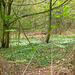 A beautiful spread of Wood Sorrel (Oxalis acetosella) at the southern end of Baggeridge Wood