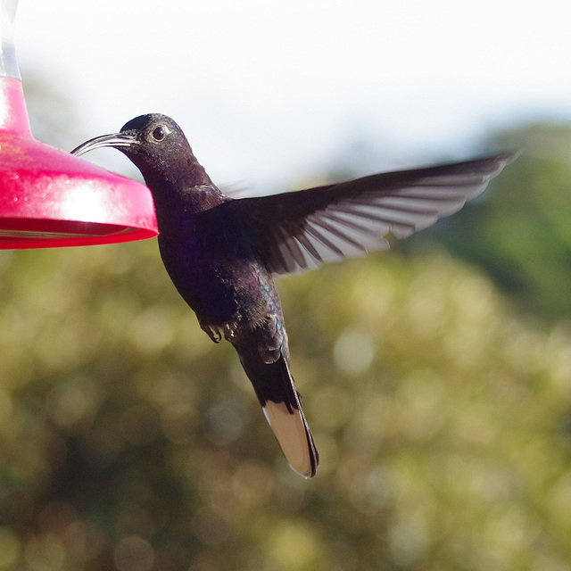 Violet Sabrewing