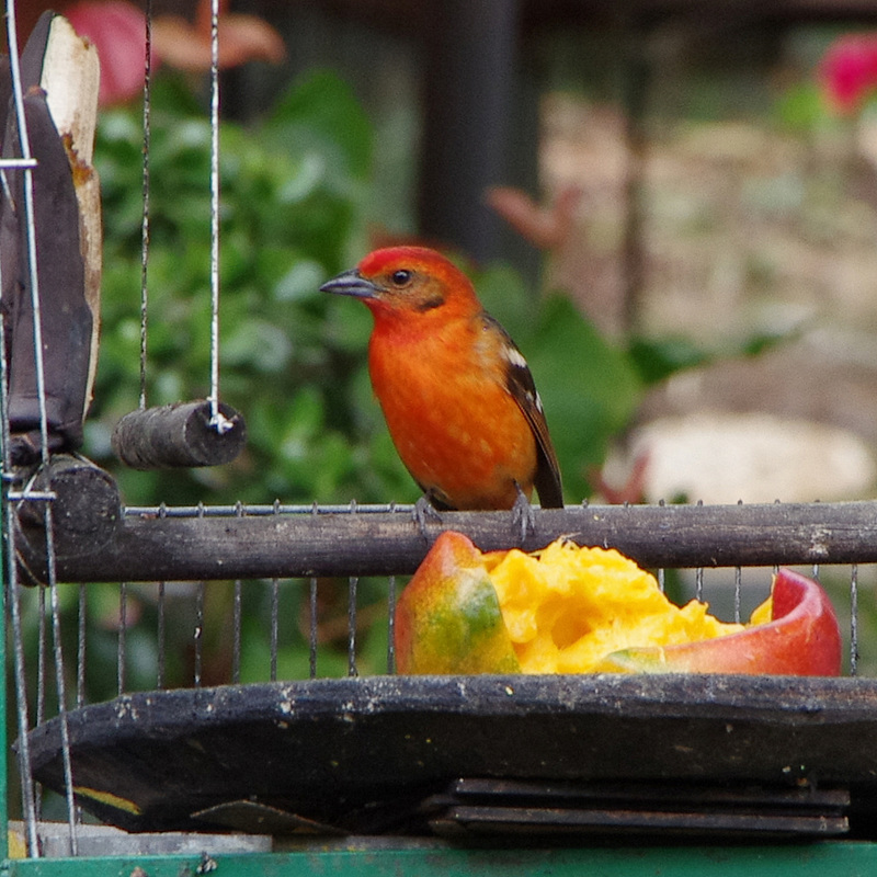 Flame-colored Tanager